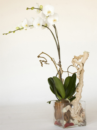 other plants, orchid and plants, white orchids
